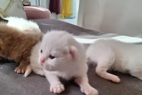 Minik Patiler Veteriner Kliniği - Resim 10