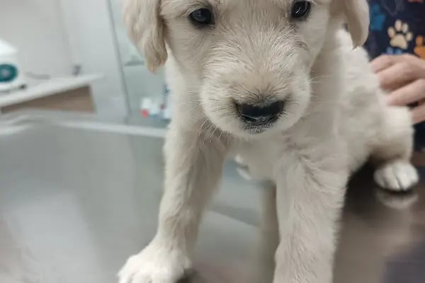 Minik Patiler Veteriner Kliniği - Resim 4