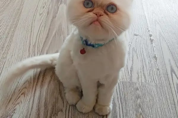 Minik Patiler Veteriner Kliniği - Resim 7