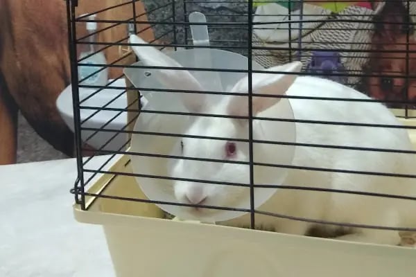 Minik Patiler Veteriner Kliniği - Resim 16