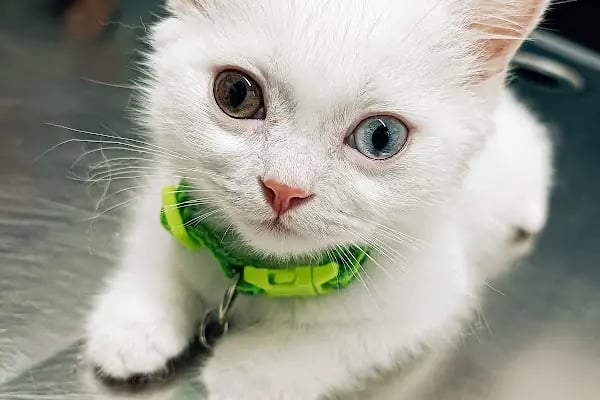 Minik Patiler Veteriner Kliniği - Resim 1