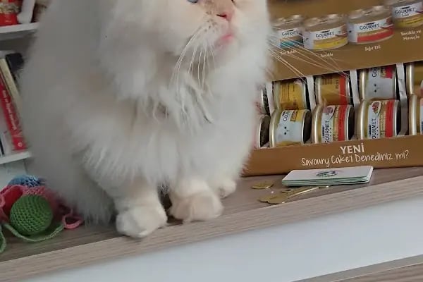 Minik Patiler Veteriner Kliniği - Resim 13