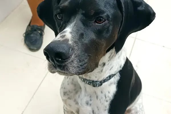 Minik Patiler Veteriner Kliniği - Resim 12