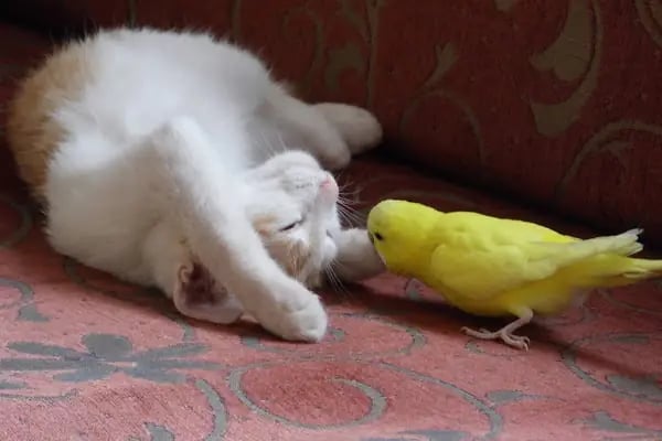 Minik Patiler Veteriner Kliniği - Resim 14