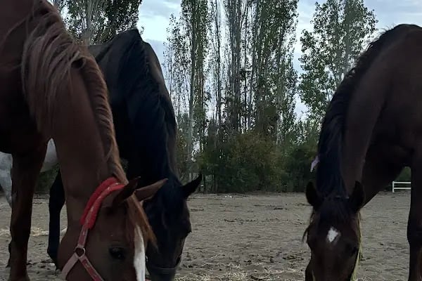Kazdağları Binicilik Atlı Sporlar Kulübü Eğitim Merkezi - Resim 13