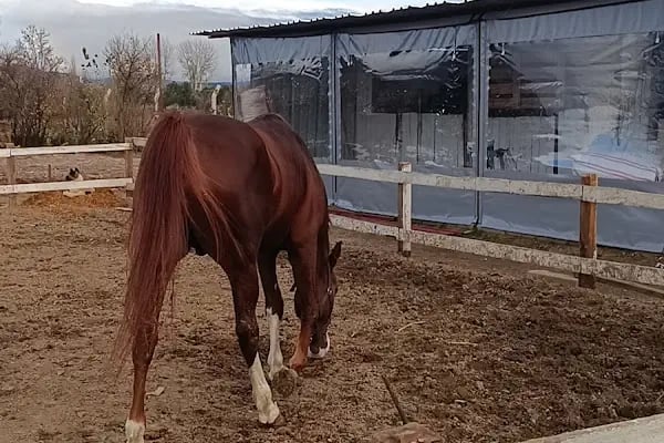 Kazdağları Binicilik Atlı Sporlar Kulübü Eğitim Merkezi - Resim 3