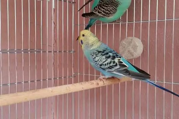 İrem Petshop - Resim 16
