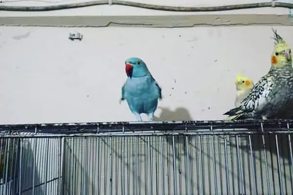 İrem Petshop - Resim 11