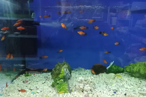 İrem Petshop - Resim 6