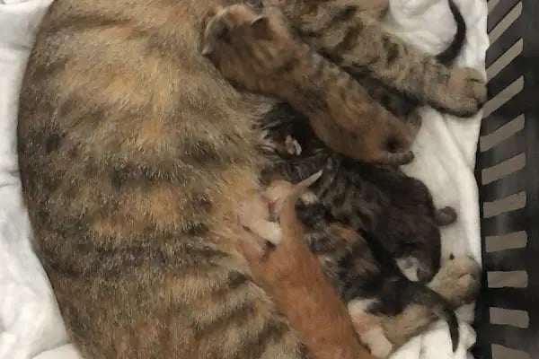 İrem Petshop - Resim 19
