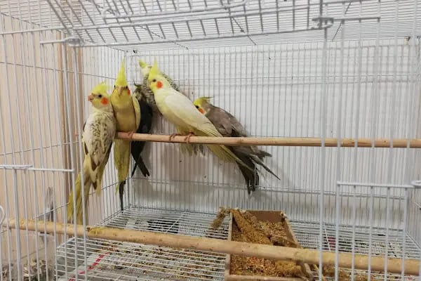 İrem Petshop - Resim 20