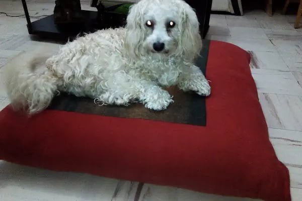 İrem Petshop - Resim 10