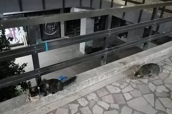 İrem Petshop - Resim 13
