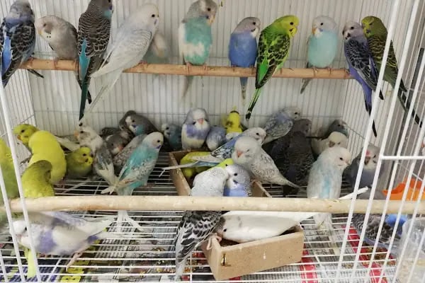 İrem Petshop - Resim 3