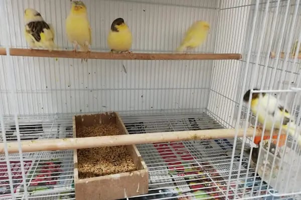 İrem Petshop - Resim 5
