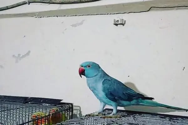 İrem Petshop - Resim 18