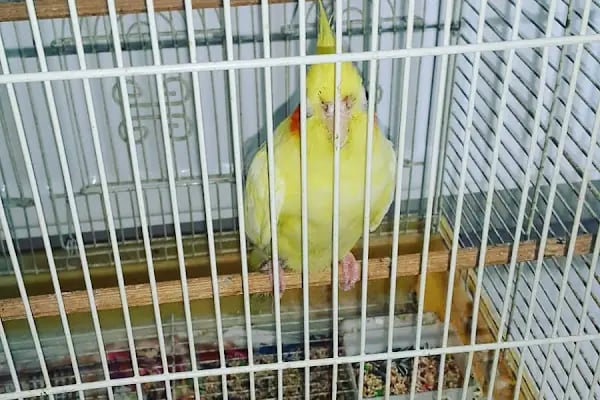 İrem Petshop - Resim 8