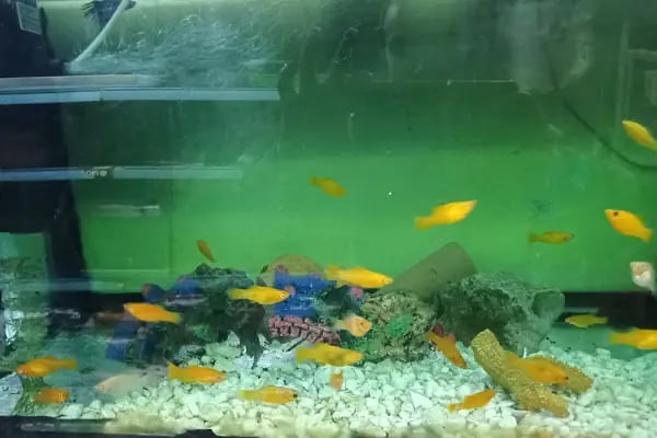 İrem Petshop - Resim 9