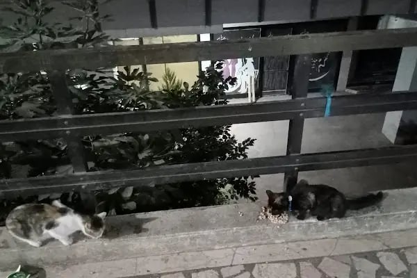 İrem Petshop - Resim 12