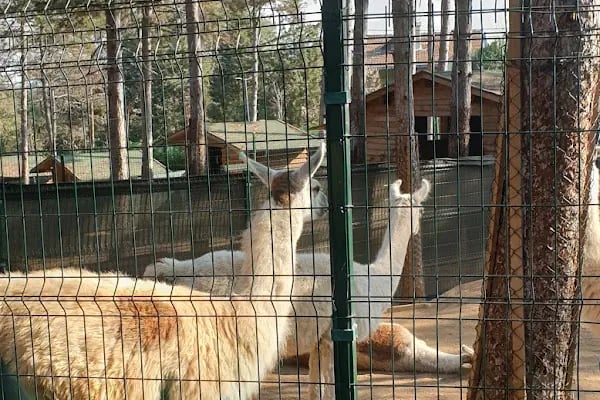Park Of İstanbul Doğa ve Yaşam Kompleksi | Çekmeköy Hayvan Rehabilitasyon Merkezi - Resim 15