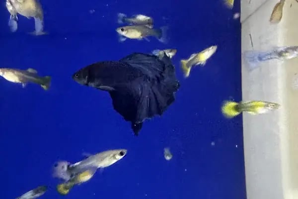 KÜLTÜR PET SHOP - Resim 12