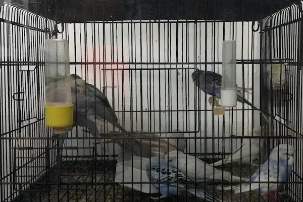 KÜLTÜR PET SHOP - Resim 3