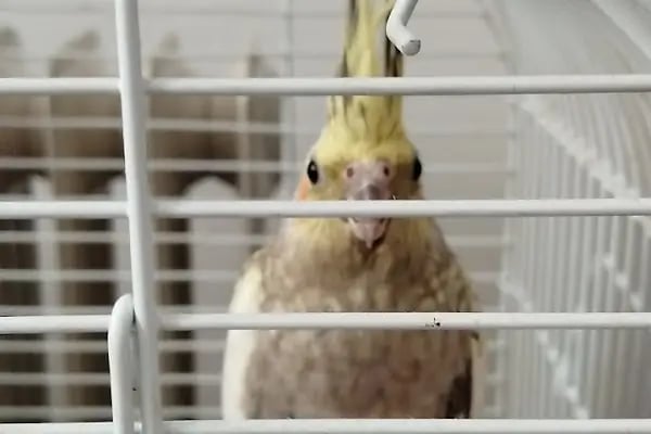 KÜLTÜR PET SHOP - Resim 6