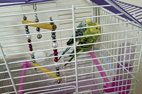 KÜLTÜR PET SHOP - Resim 9