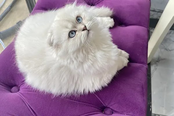 Yazır Veteriner Kliniği - Resim 18
