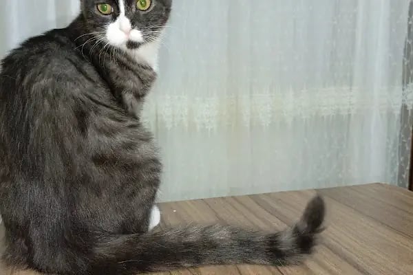 Yazır Veteriner Kliniği - Resim 11