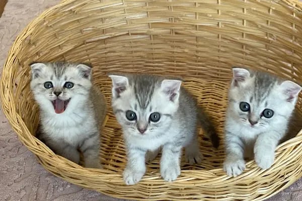 Yazır Veteriner Kliniği - Resim 15
