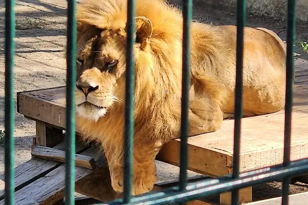 Aslan Park Tuzla - Resim 3