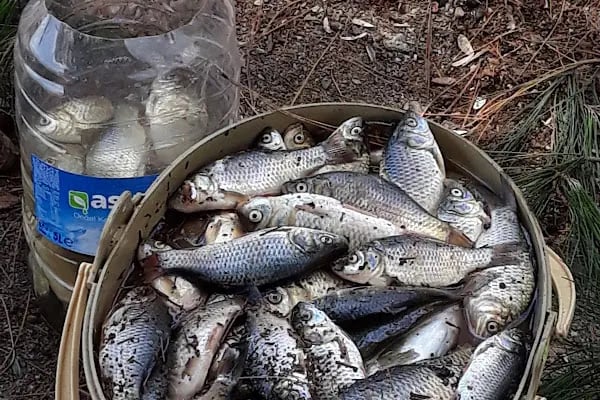 bursa Orhangazi Çamlıgı Piknik Alanı - Resim 12