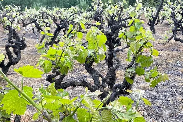 Beypazarı Yöresel Ürünleri - Resim 18