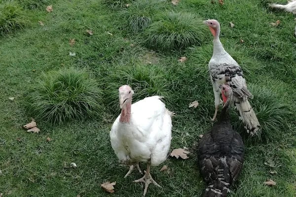 Şato 79 Et Mangal - Resim 17