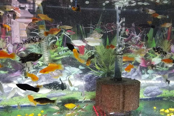 DURU PETSHOP - Resim 7