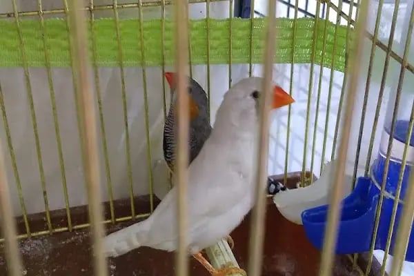 DURU PETSHOP - Resim 10
