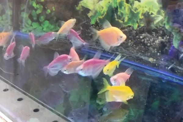 DURU PETSHOP - Resim 6