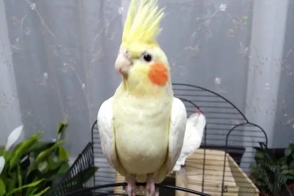DURU PETSHOP - Resim 2