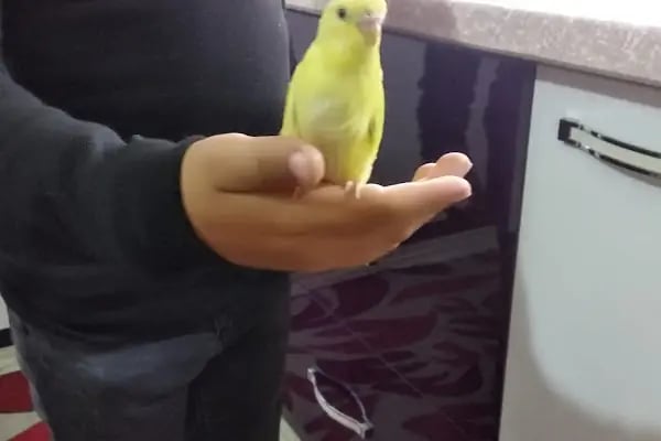 DURU PETSHOP - Resim 13