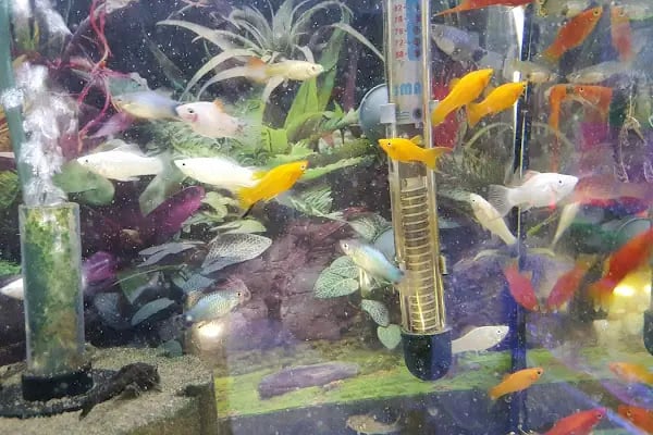 DURU PETSHOP - Resim 8