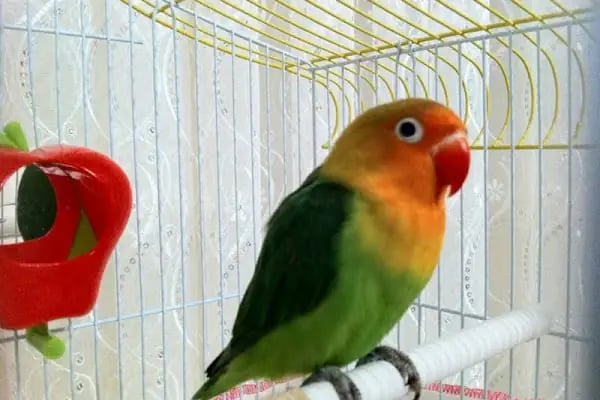 DURU PETSHOP - Resim 4