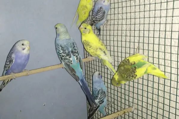 DURU PETSHOP - Resim 5