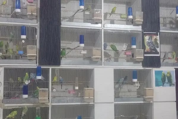 Topçuoğlu Akvaryum Ve Kuş Galerisi - Resim 16