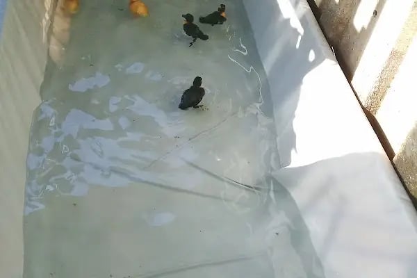 Topçuoğlu Akvaryum Ve Kuş Galerisi - Resim 13