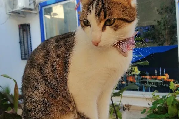 Coco's house petshop - Resim 18