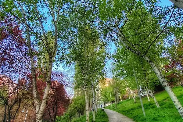 Portakal Çiçeği Parkı - Resim 10