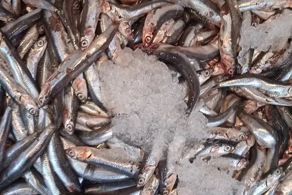 Balik Adasi. Ülke değişikliği nedeniyle devren satılık - Resim 17