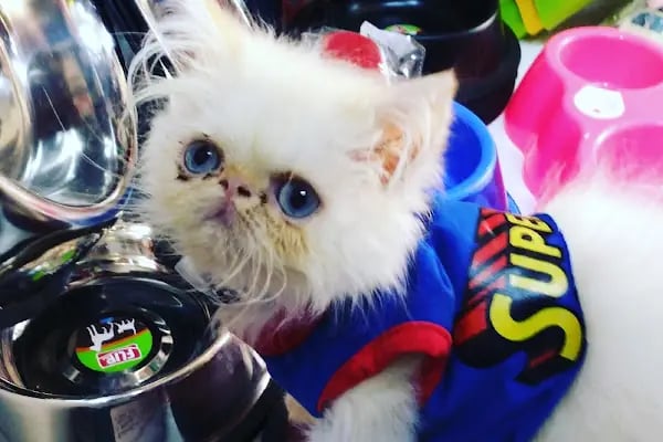 Ozzi Petshop Bağcılar - Resim 3