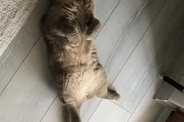Mutlupati Veteriner Kliniği - Resim 10